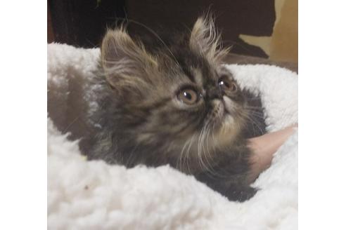 成約済の愛知県のエキゾチックショートヘア-7588