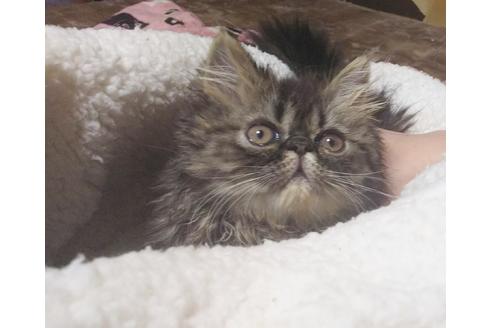 成約済の愛知県のエキゾチックショートヘア-7588の3枚目