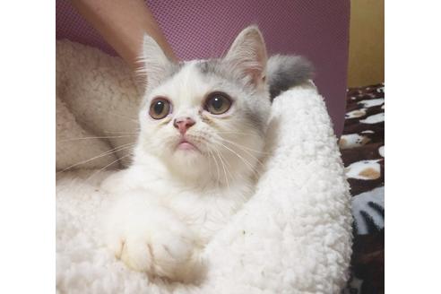 成約済の愛知県のエキゾチックショートヘア-7453の6枚目