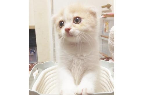 成約済の愛知県のスコティッシュフォールド-7740の1枚目