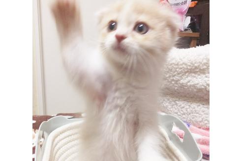 成約済の愛知県のスコティッシュフォールド-7740の4枚目