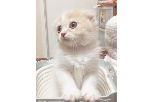 成約済の愛知県のスコティッシュフォールド-7740の3枚目