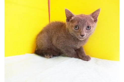 成約済の東京都のロシアンブルー-7875の1枚目