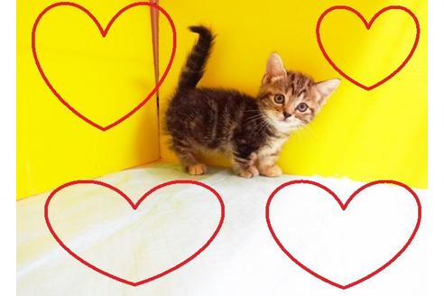 成約済の東京都のマンチカン-7876の2枚目