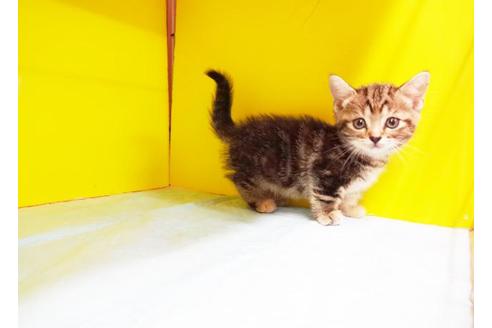 成約済の東京都のマンチカン-7876の1枚目