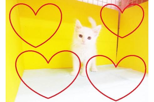 成約済の東京都のメインクーン-7877の2枚目