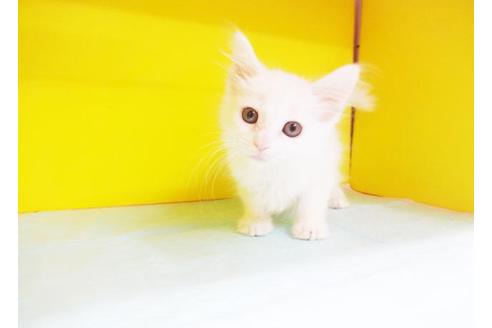 成約済の東京都のメインクーン-7877の1枚目