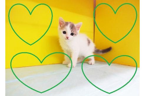 成約済の東京都のスコティッシュフォールド-7878の2枚目