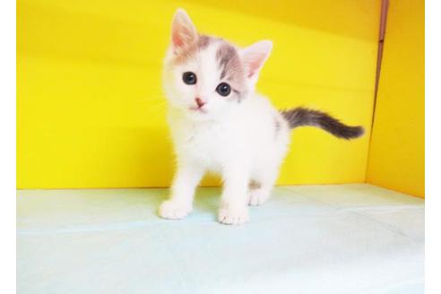 成約済の東京都のスコティッシュフォールド-7878の1枚目