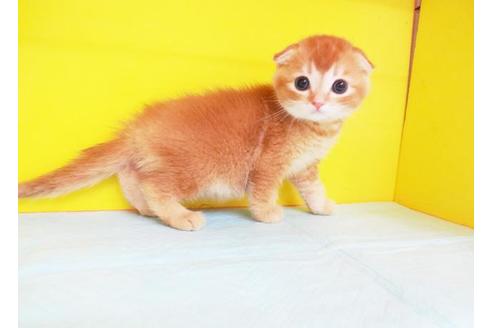 成約済の東京都のスコティッシュフォールド-7879の1枚目