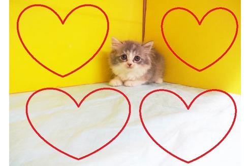 成約済の東京都のスコティッシュフォールド-7880の2枚目