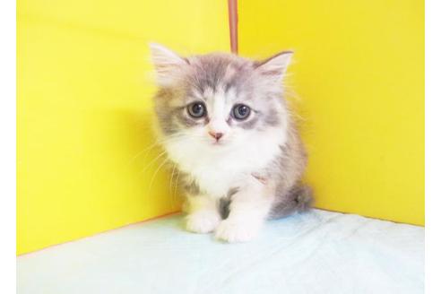 成約済の東京都のスコティッシュフォールド-7880の1枚目