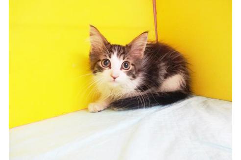 成約済の東京都のノルウェージャンフォレストキャット-7881の1枚目