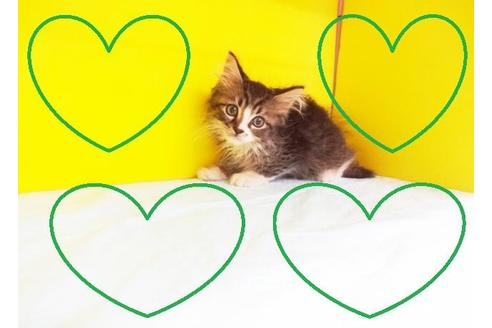 成約済の東京都のラガマフィン-7882の2枚目