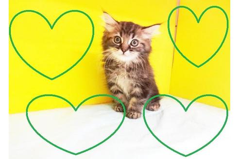 成約済の東京都のラガマフィン-7883の2枚目