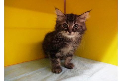 成約済の東京都のラガマフィン-7883の1枚目