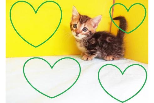 成約済の東京都のその他の猫種-7884の2枚目