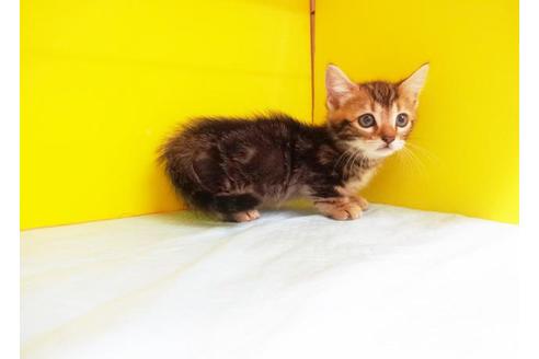 成約済の東京都のその他の猫種-7884の1枚目