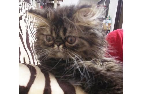 成約済の愛知県のエキゾチックショートヘア-7588の2枚目