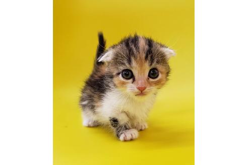 大阪府のマンチカン 女の子 19 06 17生まれ キャリコ 子猫id 7974 子猫ブリーダーナビ