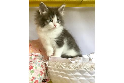 ノルウェージャンフォレストキャット 子猫id 8003 の詳細情報 愛知県 女の子 19 04 17生まれ ブルータビー ホワイト 子猫ブリーダーナビ ノルウェージャンフォレストキャット 子猫id 8003 の詳細情報 愛知県 女の子 19 04 17生まれ ブルータビー ホワイト 子猫ブリーダーナビ