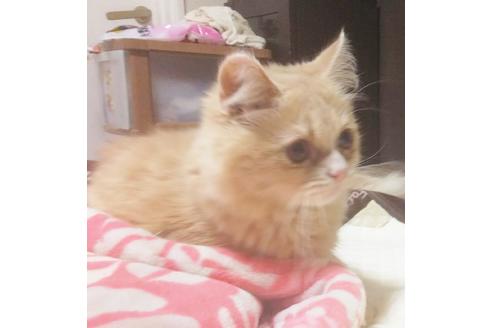 成約済の愛知県のミヌエット-6925の5枚目