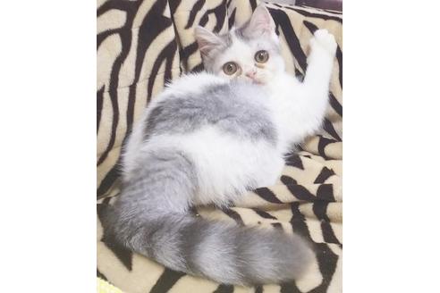 成約済の愛知県のエキゾチックショートヘア-7453の5枚目