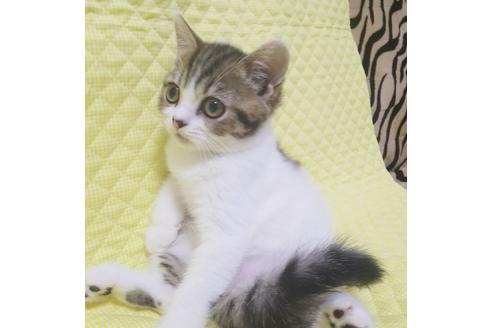 成約済の愛知県のスコティッシュフォールド-7739の5枚目