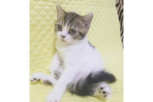 成約済の愛知県のスコティッシュフォールド-7739の4枚目