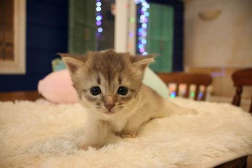 成約済の大阪府のソマリ-8031の2枚目