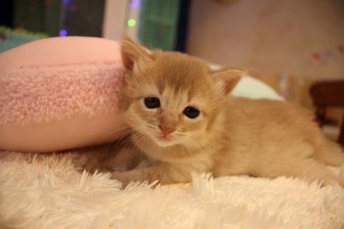 成約済の大阪府のソマリ-8032の1枚目