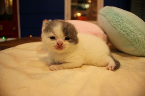 成約済の大阪府のスコティッシュフォールド-8033の2枚目