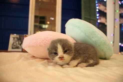 成約済の大阪府のスコティッシュフォールド-8038の2枚目