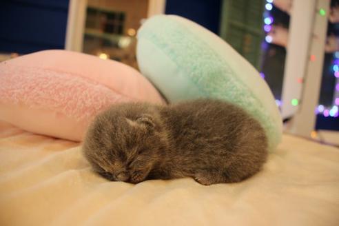 成約済の大阪府のスコティッシュフォールド-8039の2枚目