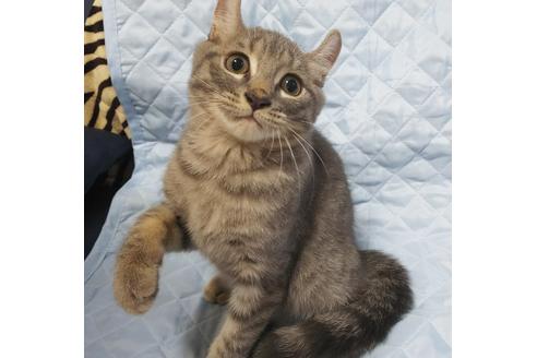 成約済の愛知県のマンチカン-7738の5枚目