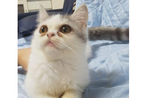 成約済の愛知県のエキゾチックショートヘア-7453