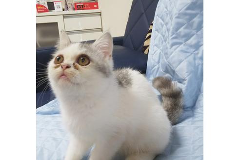 成約済の愛知県のエキゾチックショートヘア-7453の4枚目