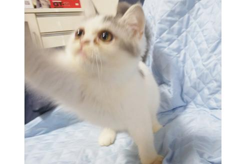 成約済の愛知県のエキゾチックショートヘア-7453の3枚目