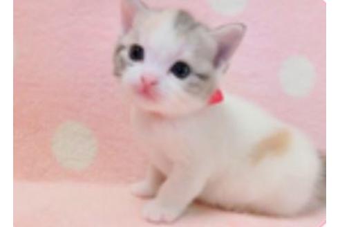 成約済の広島県のスコティッシュフォールド-8086の2枚目