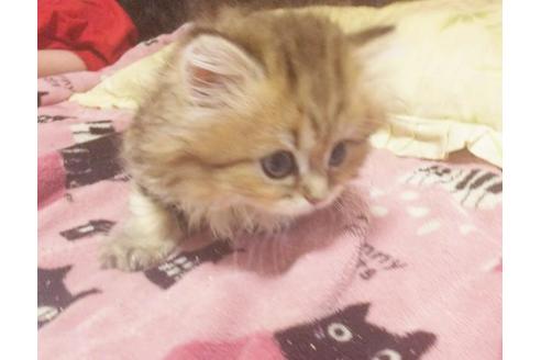 成約済の愛知県のペルシャ(チンチラ)-8090の5枚目