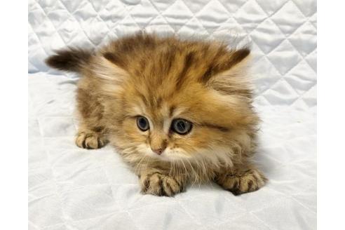 成約済の愛知県のペルシャ(チンチラ)-8090の4枚目