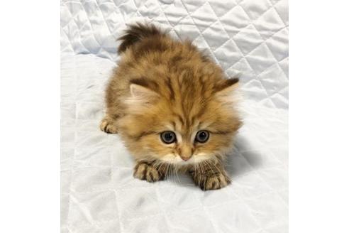 成約済の愛知県のペルシャ(チンチラ)-8090の3枚目