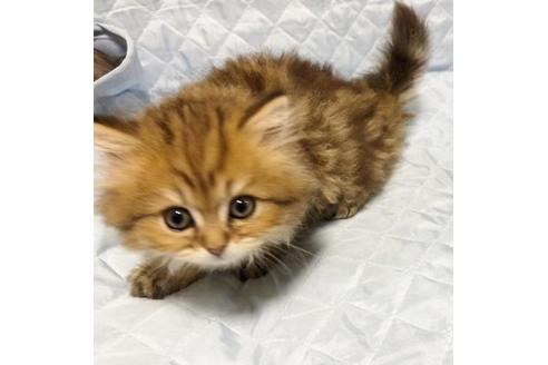 成約済の愛知県のペルシャ(チンチラ)-8090の1枚目