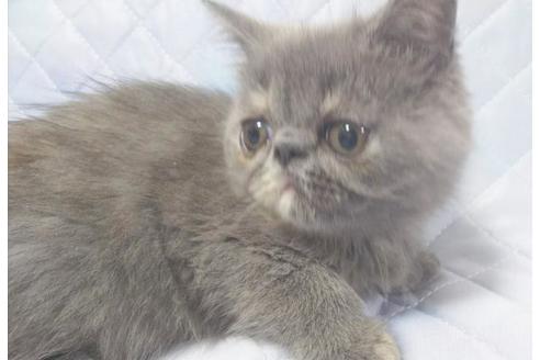 成約済の愛知県のエキゾチックロングヘア-8094の1枚目