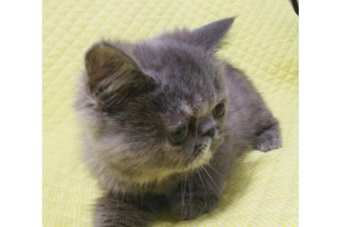 成約済の愛知県のエキゾチックロングヘア-8094の6枚目