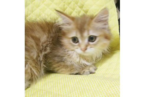 成約済の愛知県のペルシャ(チンチラ)-8095の6枚目