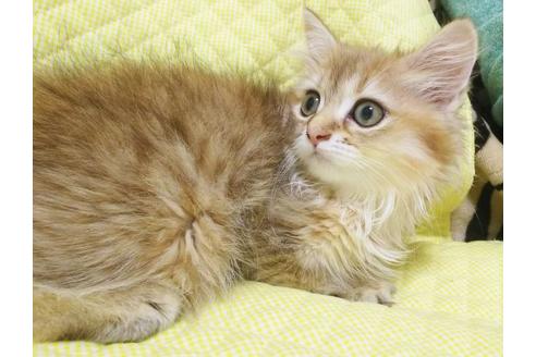 成約済の愛知県のペルシャ(チンチラ)-8095の5枚目