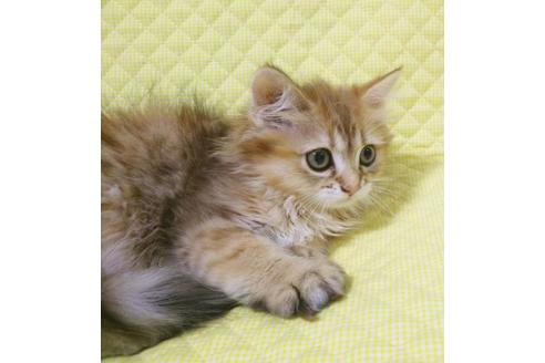 成約済の愛知県のペルシャ(チンチラ)-8095の4枚目