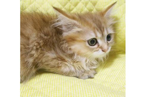 成約済の愛知県のペルシャ(チンチラ)-8095の3枚目