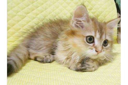 成約済の愛知県のペルシャ(チンチラ)-8095の2枚目